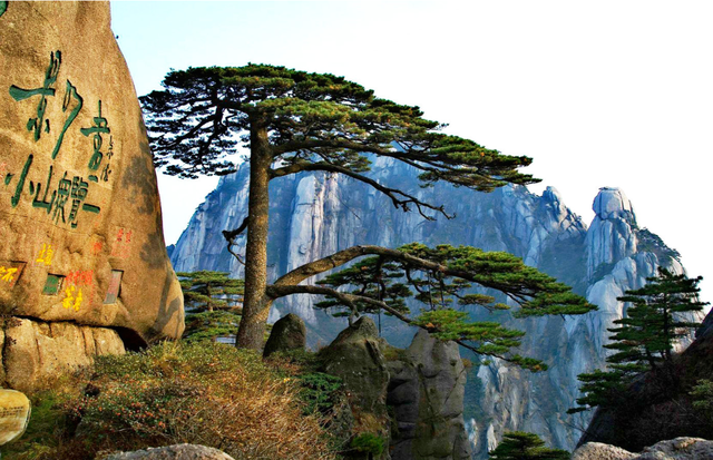 Greeting Guest Pine